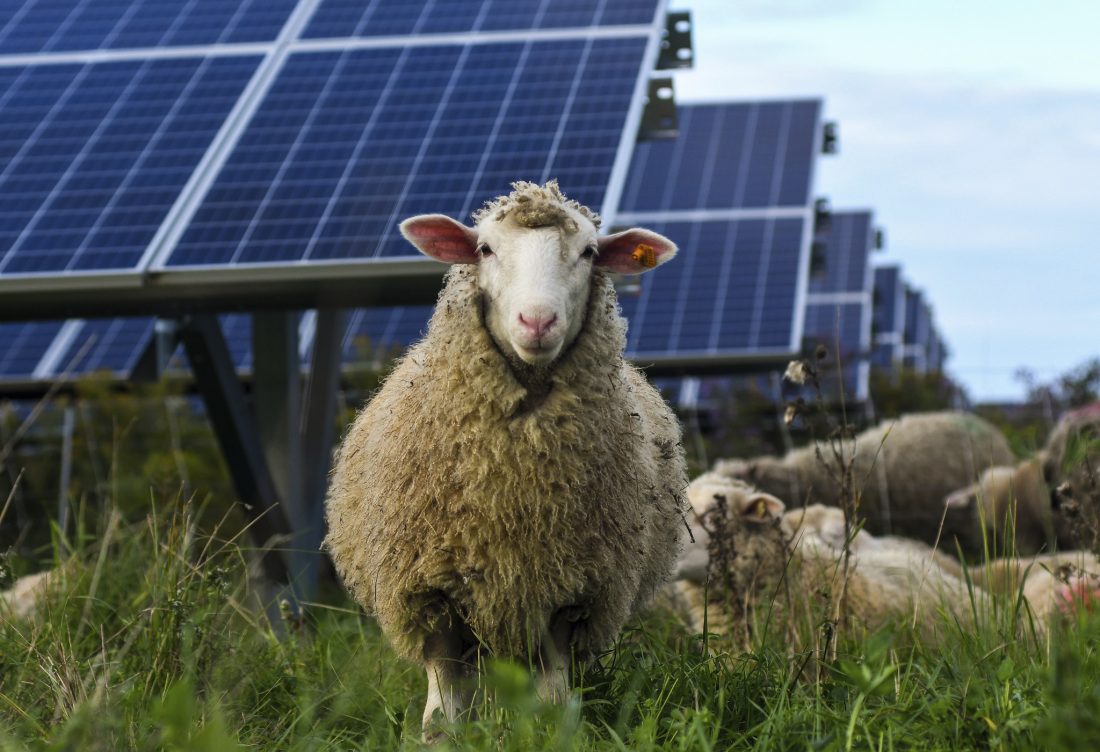 Bees Sheep Crops Solar Developers Tout Multiple Benefits News 